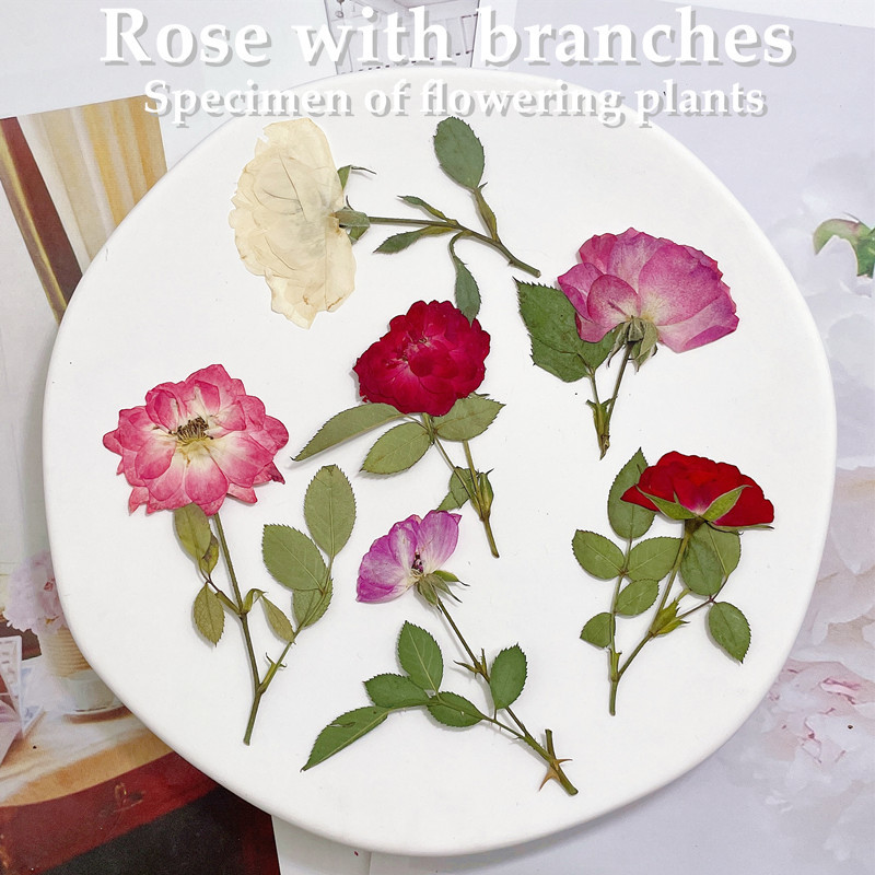 12 adet, Doğa Beyaz Pembe Kırm - Wedding Card Box incelemesi ve fiyatı